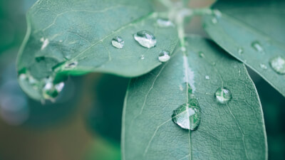 Absichtslosigkeit als Tor zum SELBST