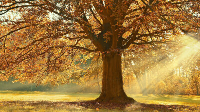 Erwachen - ein neuer Bewusstseinszustand