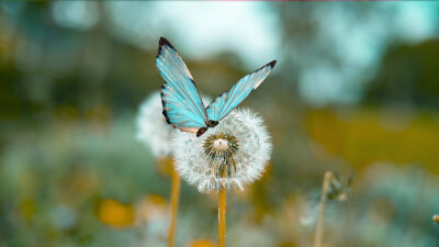 Erwachen und Ich-Stärke