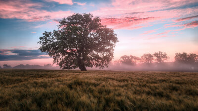 Folge deiner Inkarnationsabsicht