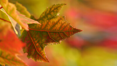 Der Weg zur wahrhaftigen Ganzheit beginnt in dir selbst!