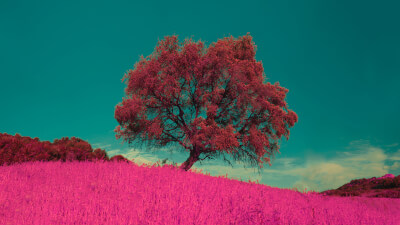 Das große Missverständnis. Die Welt ist nicht, was du denkst!