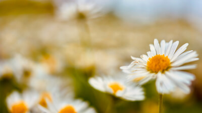 Durchbrich den Autopiloten - die geheime Kraft der Innenschau