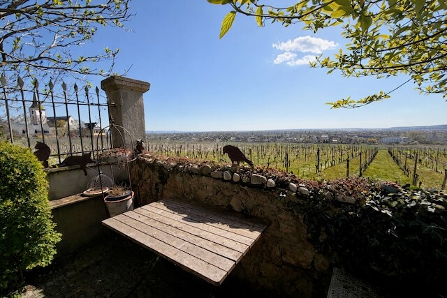 03 weinreben aussicht