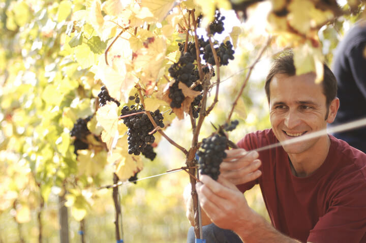 Wie entsteht Präzision im Wein?