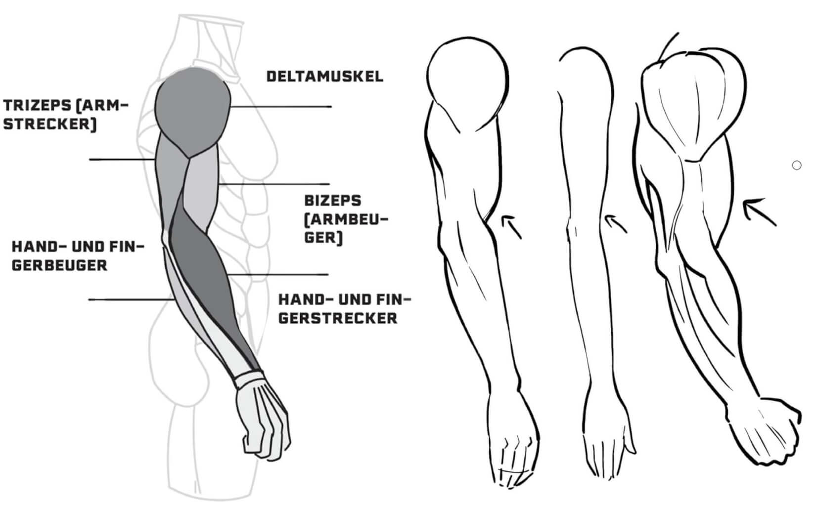 Anatomie-Tutorial für Manga-Arme: Übersicht der Muskelgruppen von der Seite und Vergleich von drei verschiedenen Muskelausprägungen (feminin bis stark muskulös)