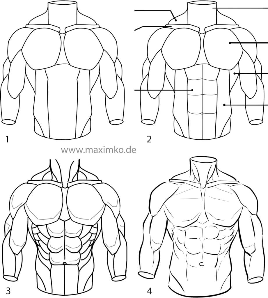Schritt-für-Schritt Anleitung zur männlichen Manga-Anatomie: Vom einfachen Torso-Modell bis zur detaillierten Muskulatur und bewusster Linien-Reduktion.