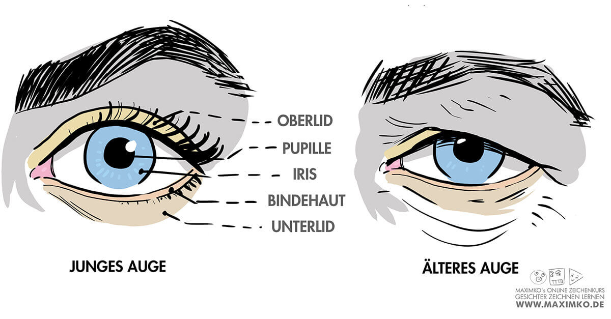 manga augen zeichnen verstehen anatomie begriffe bezeichnungen erklaert junges auge altes auge oberlid pupille iris bindehaut unterlid grafik