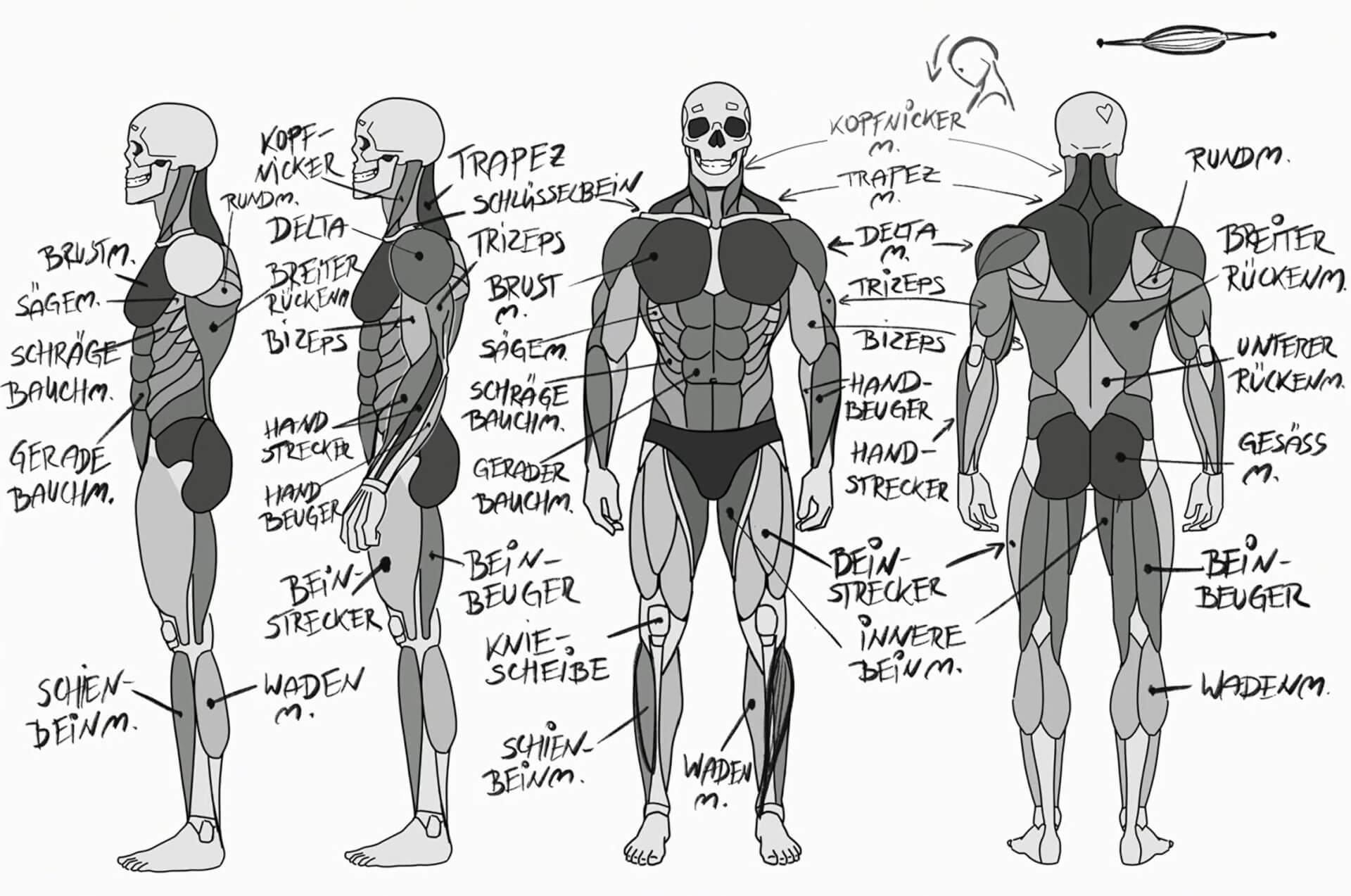 Manga Anatomie zeichnen Muskelübersicht von vorne, seite und hinten 