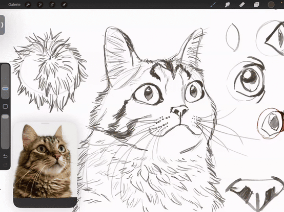 Katzen Zeichnung Gif mit Ipad Schraffur Ohren mit Referenz