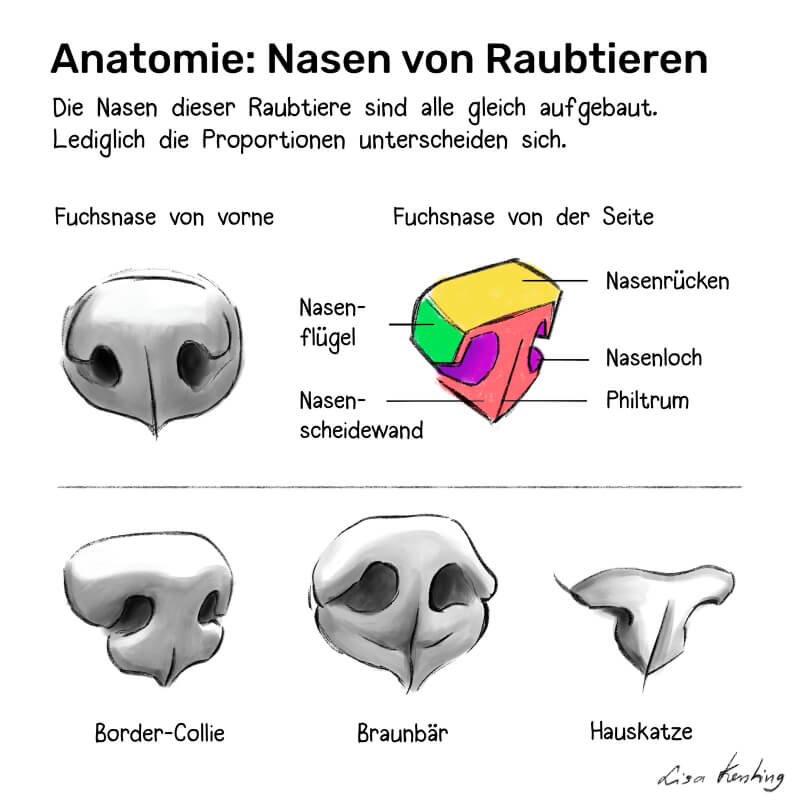 Tutorial zum Zeichnen von Nasen von Raubtieren - Nasenflügel, Nasenrücken, Nasenloch, Philtrum, Nasenscheidewand