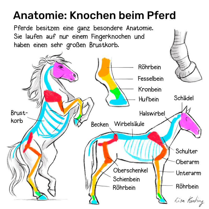 Wie man die die vereinfachte Knochenstruktur beim Pferd zeichnet und so die Anatomie beim Tiere zeichnen lernen meistert
