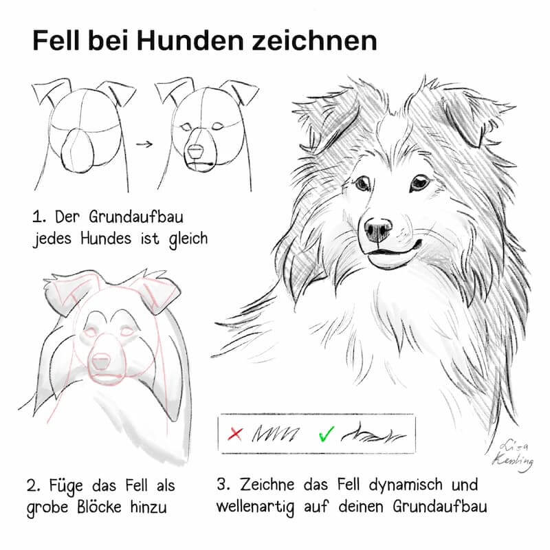 Fell bei Hunden zeichnen lernen in 4 Schritten mit Tipps und Tricks Anleitung von Lisa Kersting 
