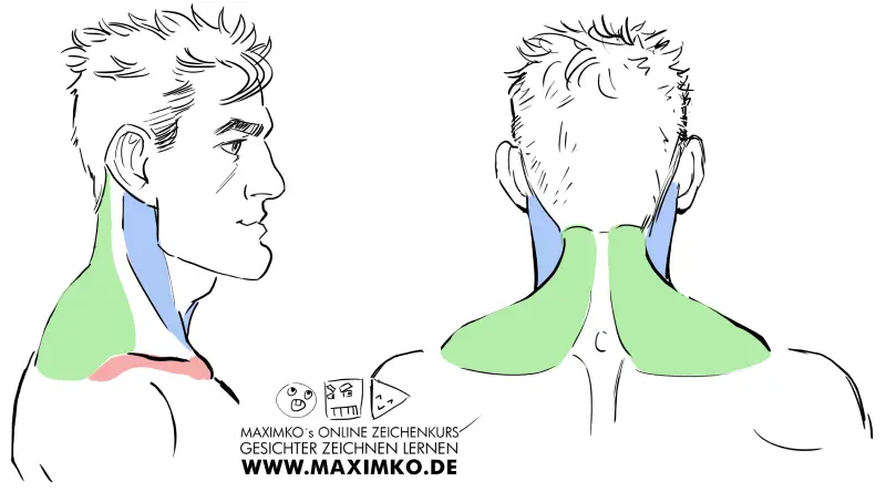 Nacken und Hals Tutorial für Gesichter zeichnen lernen Muskulatur und Form