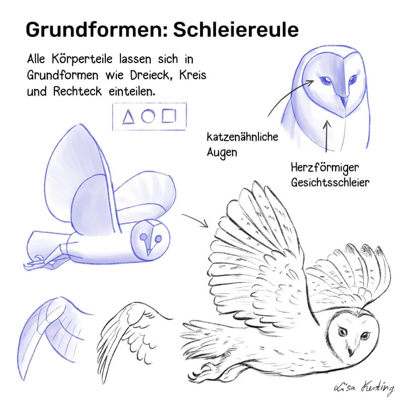 Tiere zeichnen lernen anhand eines Beispiels wie man eine Schleiereule einfach Schritt für Schritt aufbaut und zeichnet in wenigen Schritten