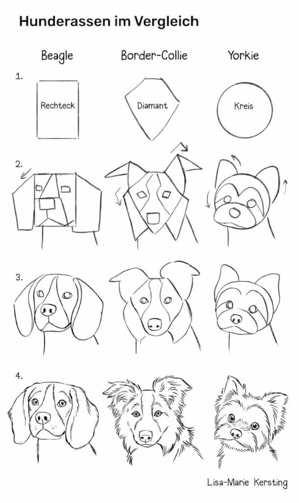 Hunderassen im Vergleich, verschiedene Grundformen, wie man verschiedene Rassen konstruiert und den Hunde Zeichnungen Chrakter verleiht für Beginner am Beispiel Beagle, Yorkie, Border-Collie