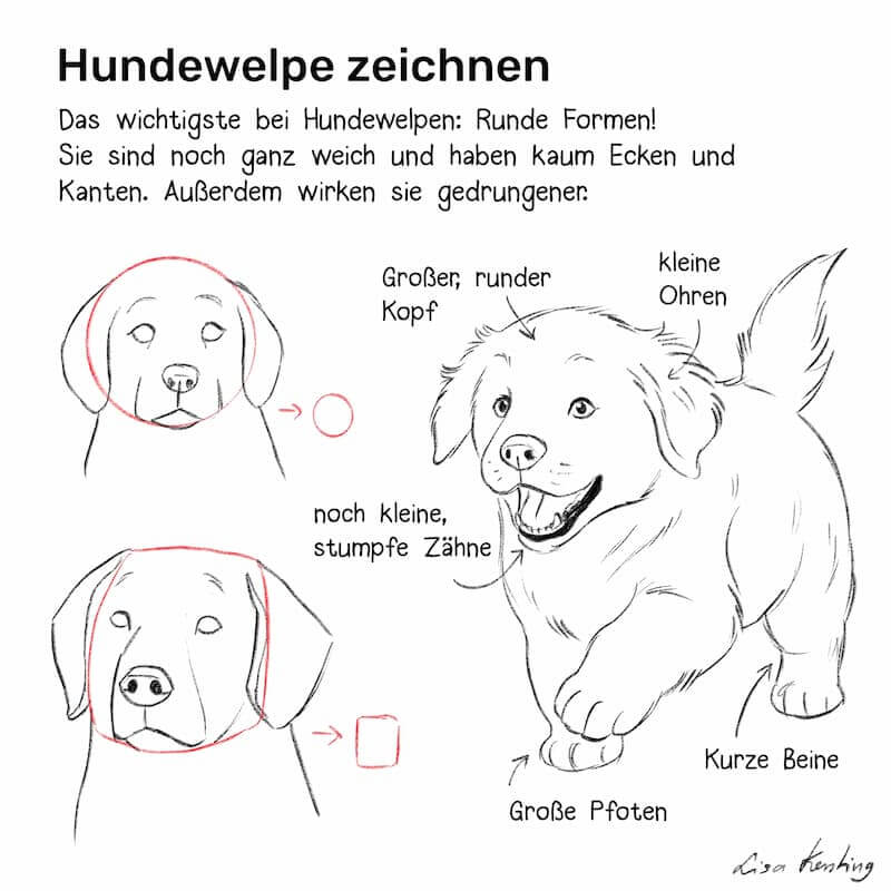 Wie man ganz einfach Hunde Welpen zeichnet mit tollen Tipps zu Fell, Ohren, Pfoten