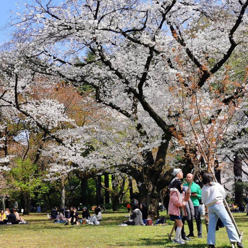 Shinjuku Park zur Sakura Zeit in Tokyo