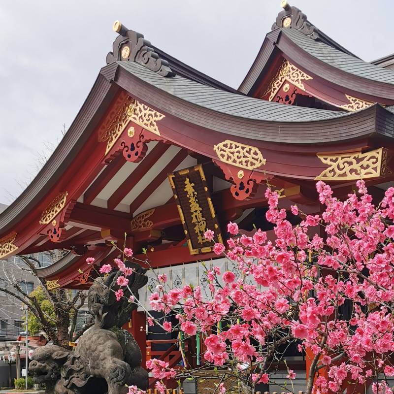 Traditioneller japanischer Tempel mit blühenden Sakura Bäumen