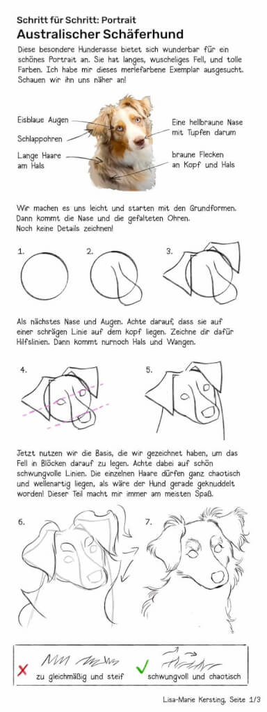 schaeferhund zeichnen schritt 1 bis 7 einfache grundform konstruktion proportionen, tipps zum Fell und Dynamik