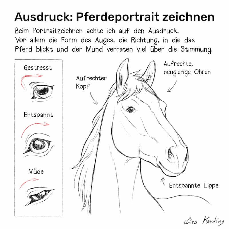 Wie man ausdrucksstarke Tiere zeichnet am Beispiel eines Pferde Portraits Schritt fuer Schritt