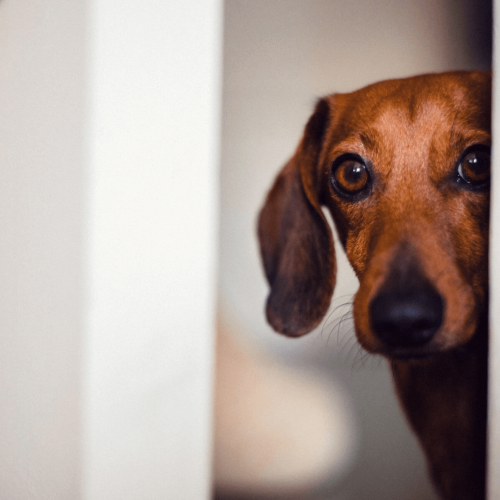 Durchfall Hund - Welche Ursachen und wie behandeln?