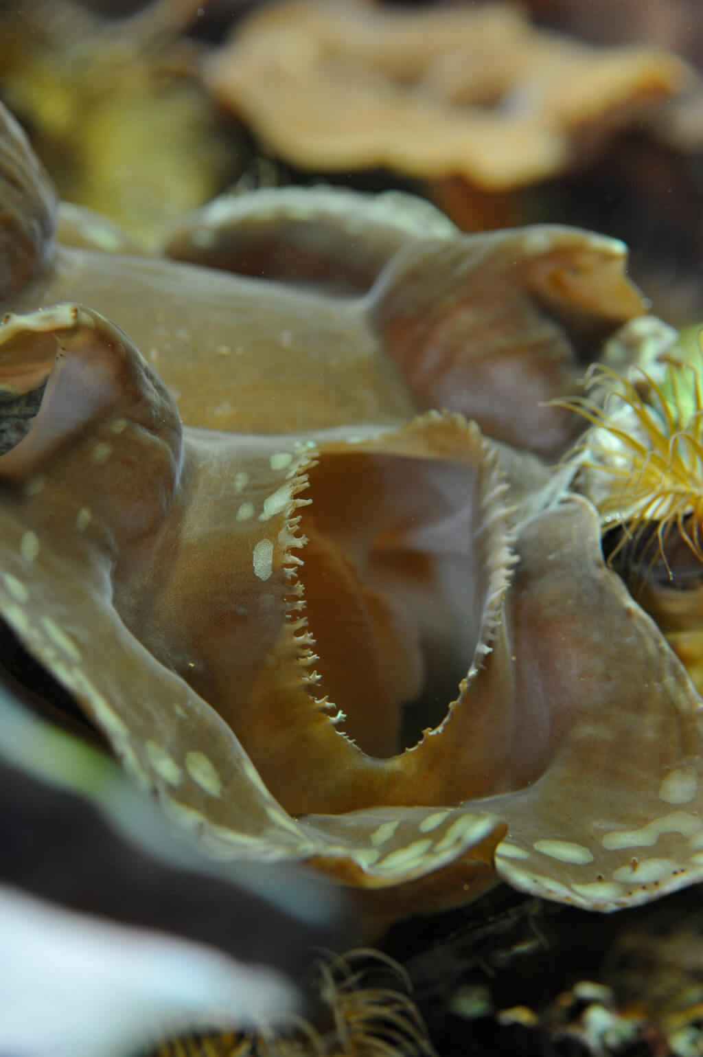 Die Fortpflanzung der Muscheln - Wie vermehren sich Muscheln? - thomasJermann.ch