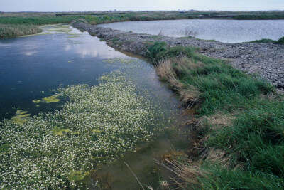Meersalzgewinnung an Frankreichs Atlantikküste