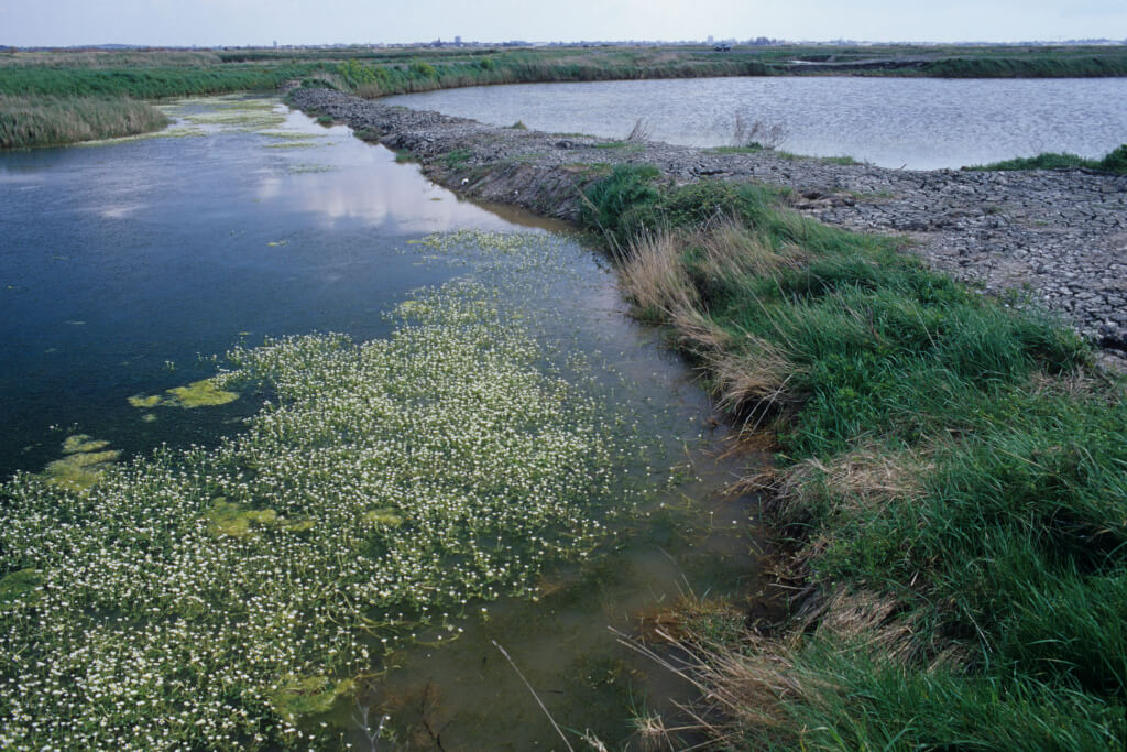 Meersalzgewinnung an Frankreichs Atlantikküste