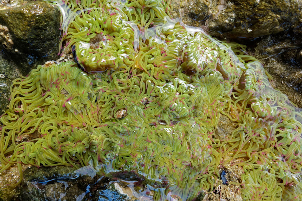 Gezeitentümpel Anemonia viridis DSC2298 ab sw