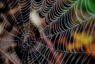 Lähmende Angst: Wie ich mich Spinnen stellte, ohne in Ohnmacht oder Panik zu verfallen