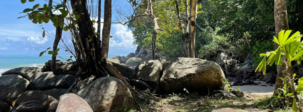 Wurzeln Thailand Juni 2022 B1