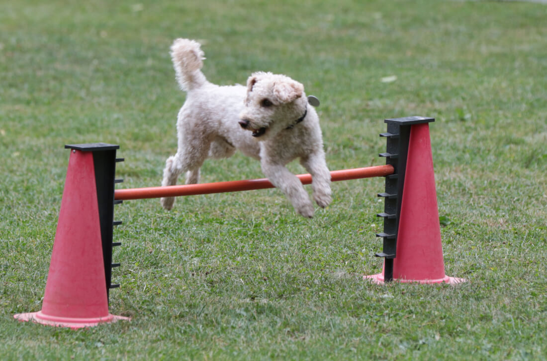 Sommerfest 2025 – Sportliche Vielfalt und beste Stimmung