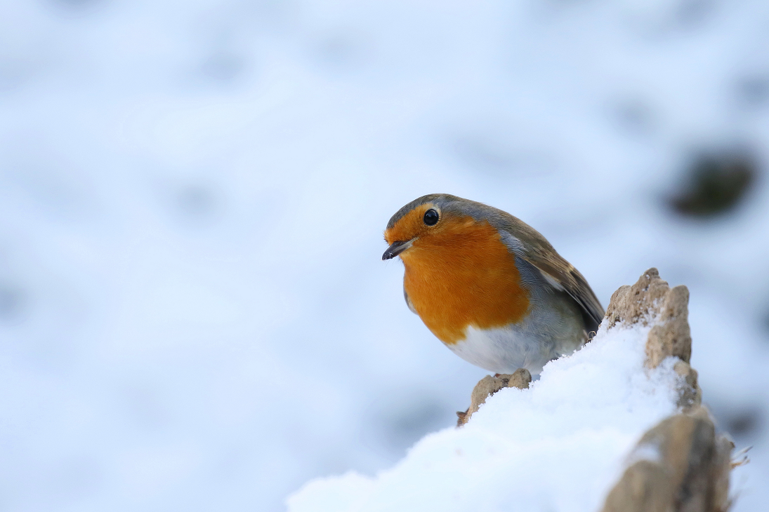 Stunde der Wintervögel 2026