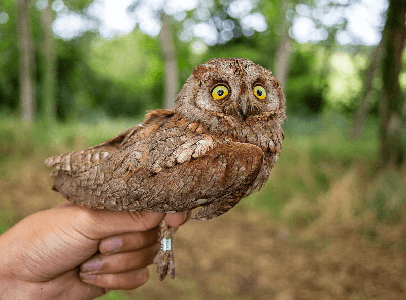 Zugvögel in Zeiten rapider Veränderungen 