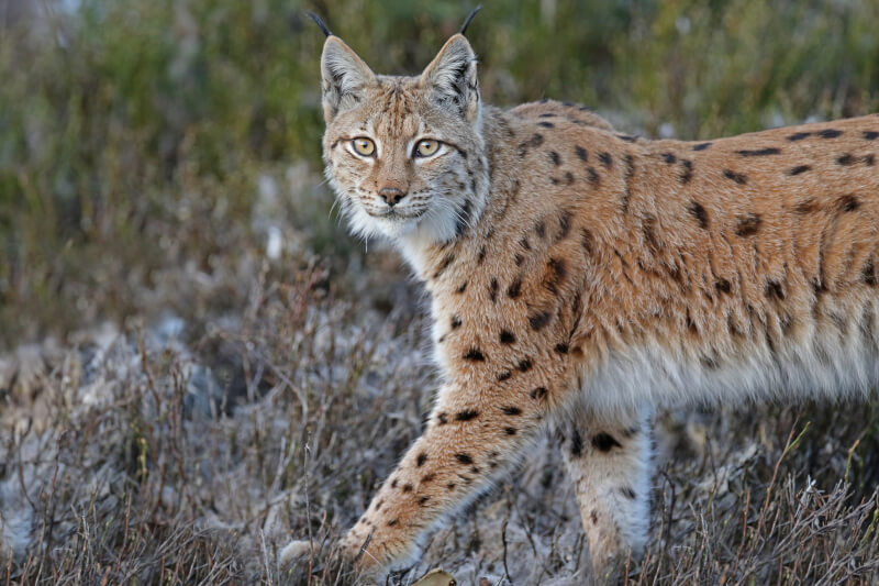 Der Luchs 