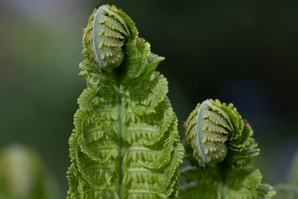Vertikale Entwicklung: Was Entwicklungsstufen mit Bewusstseinsentwicklung zu tun haben