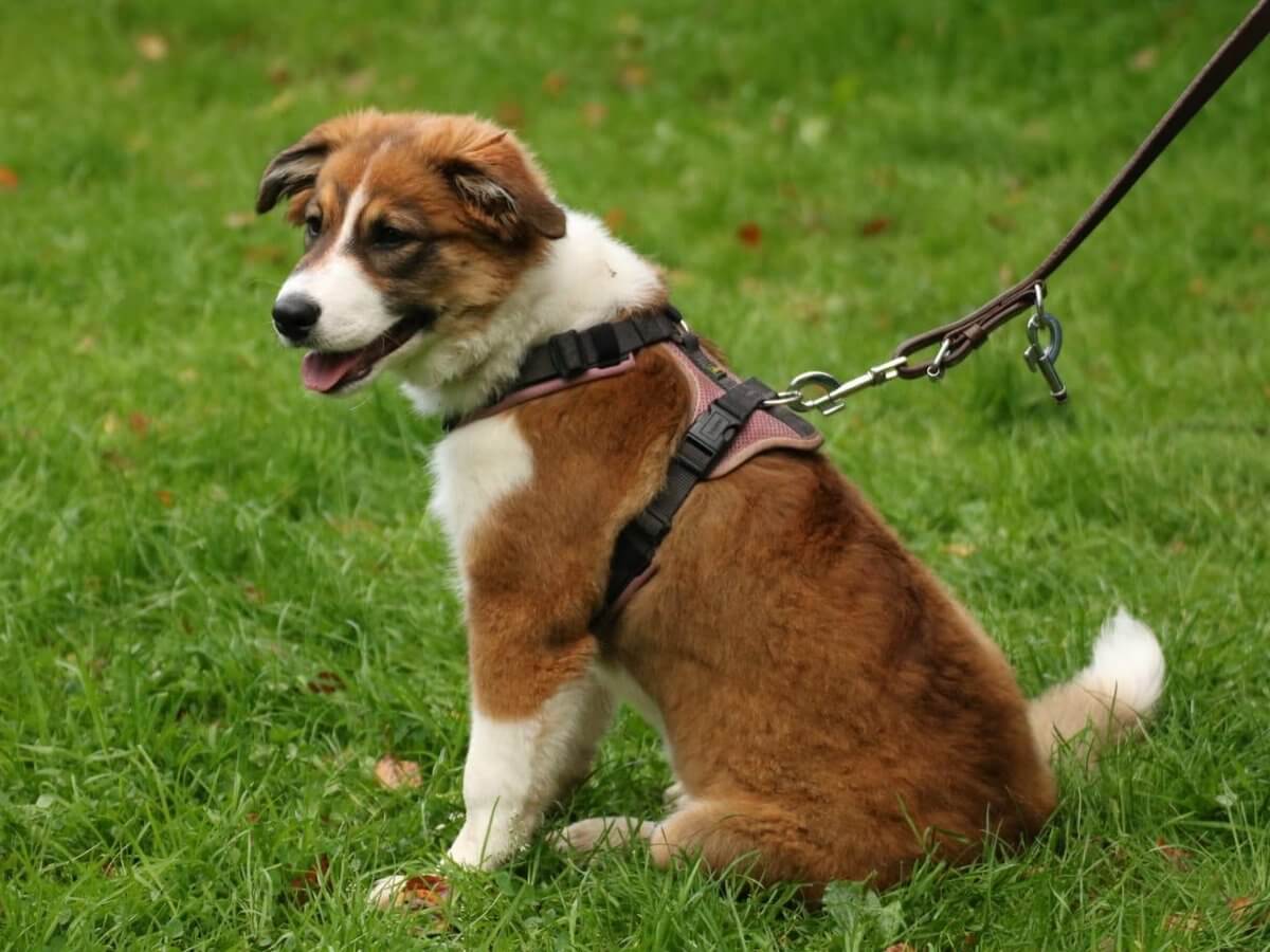 Lotti – Praxishund und Therapiehund in Ausbildung der Praxis Denise Winter in Oldenburg