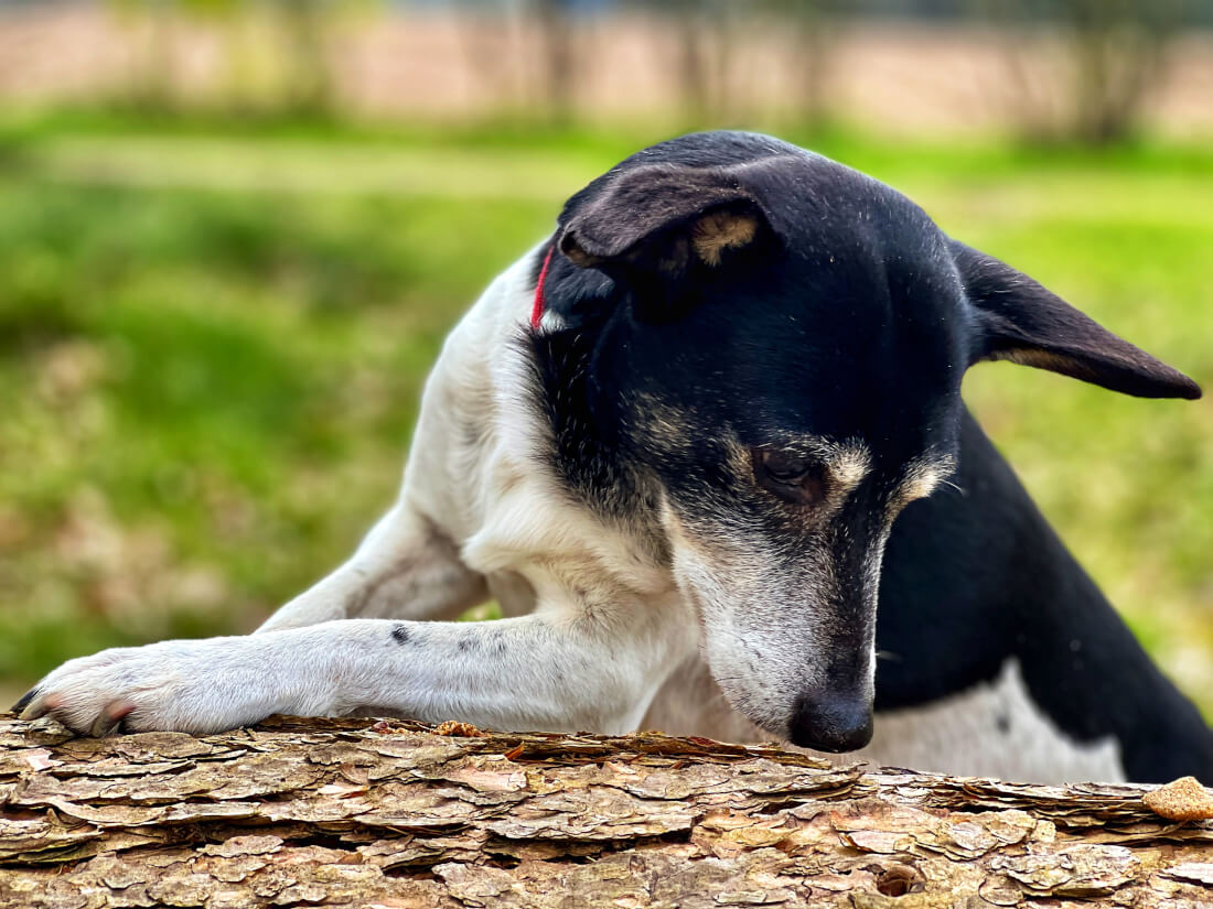 Die Geschichte meiner Seelenhunde