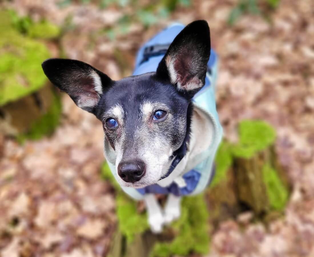 Waldbaden für Mensch und Hund