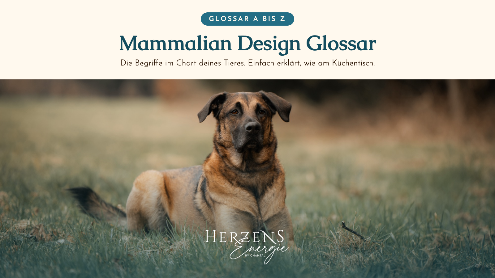 Mammalian Design Glossar: die Begriffe im Chart deines Tieres