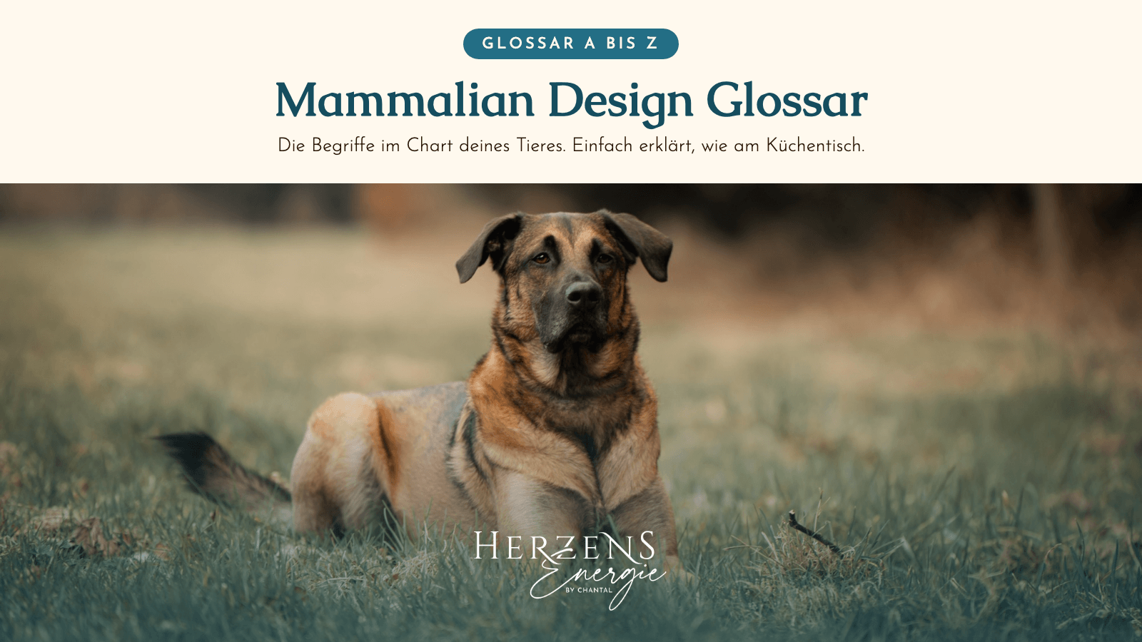Mammalian Design Glossar: die Begriffe im Chart deines Tieres