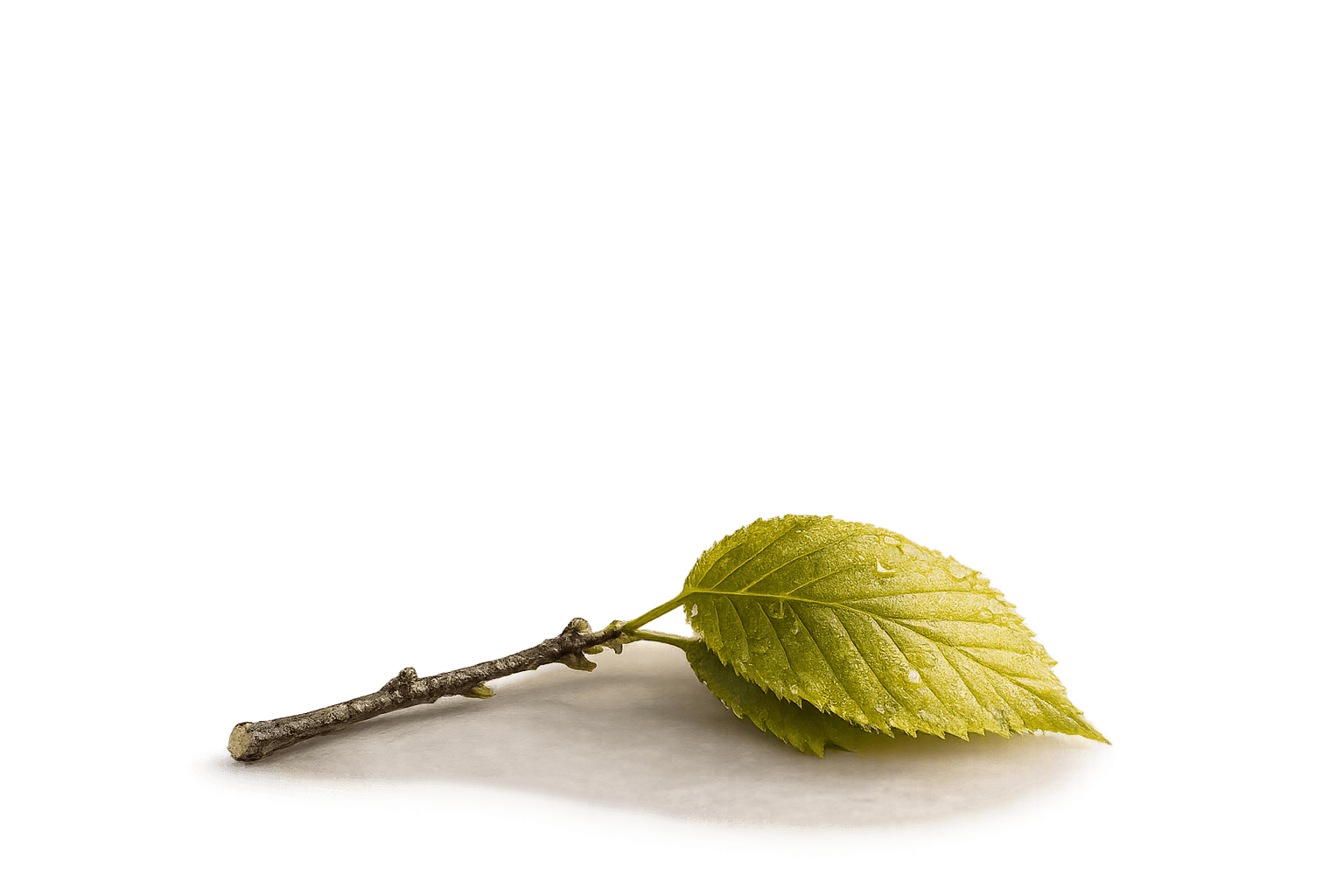 Ein Ast mit zwei Buchenblättern im weichen Licht – eine stille Zäsur.