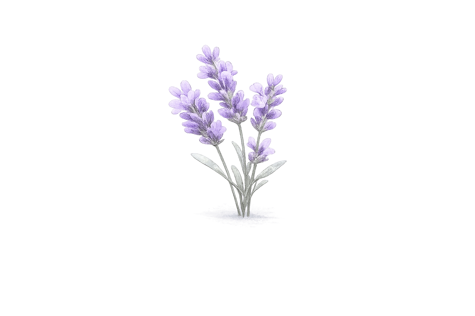 Drei Lavendelzweige – stille Zäsur
