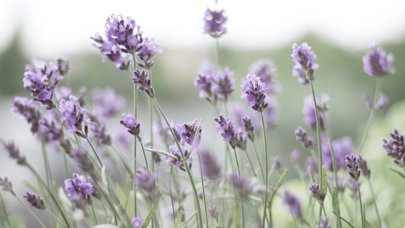 Eine sich reckende  schwarze Katze mit Blick auf den Betrachter gerichtet als Hüterin der Seite.