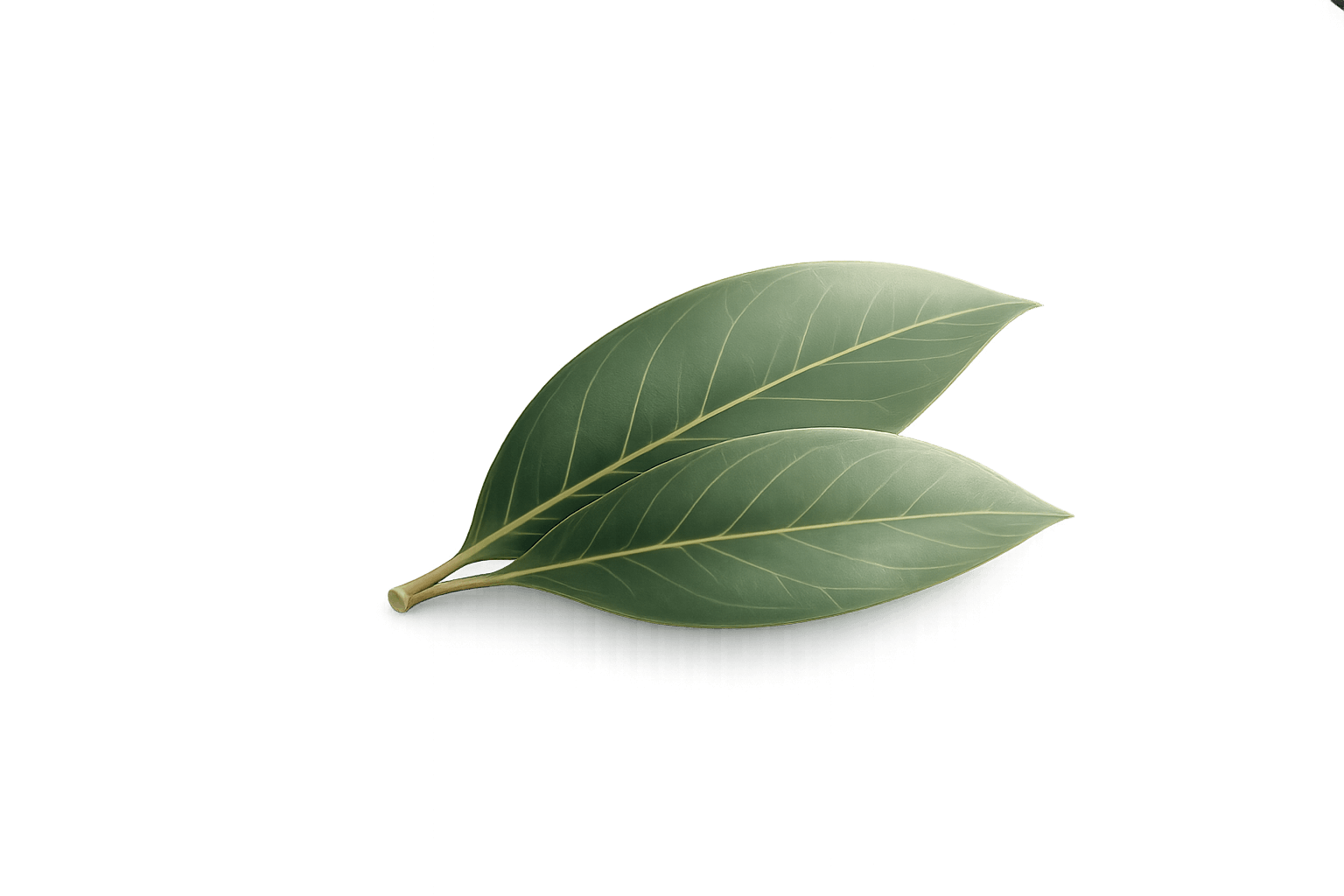 Blatt einer Magnolie