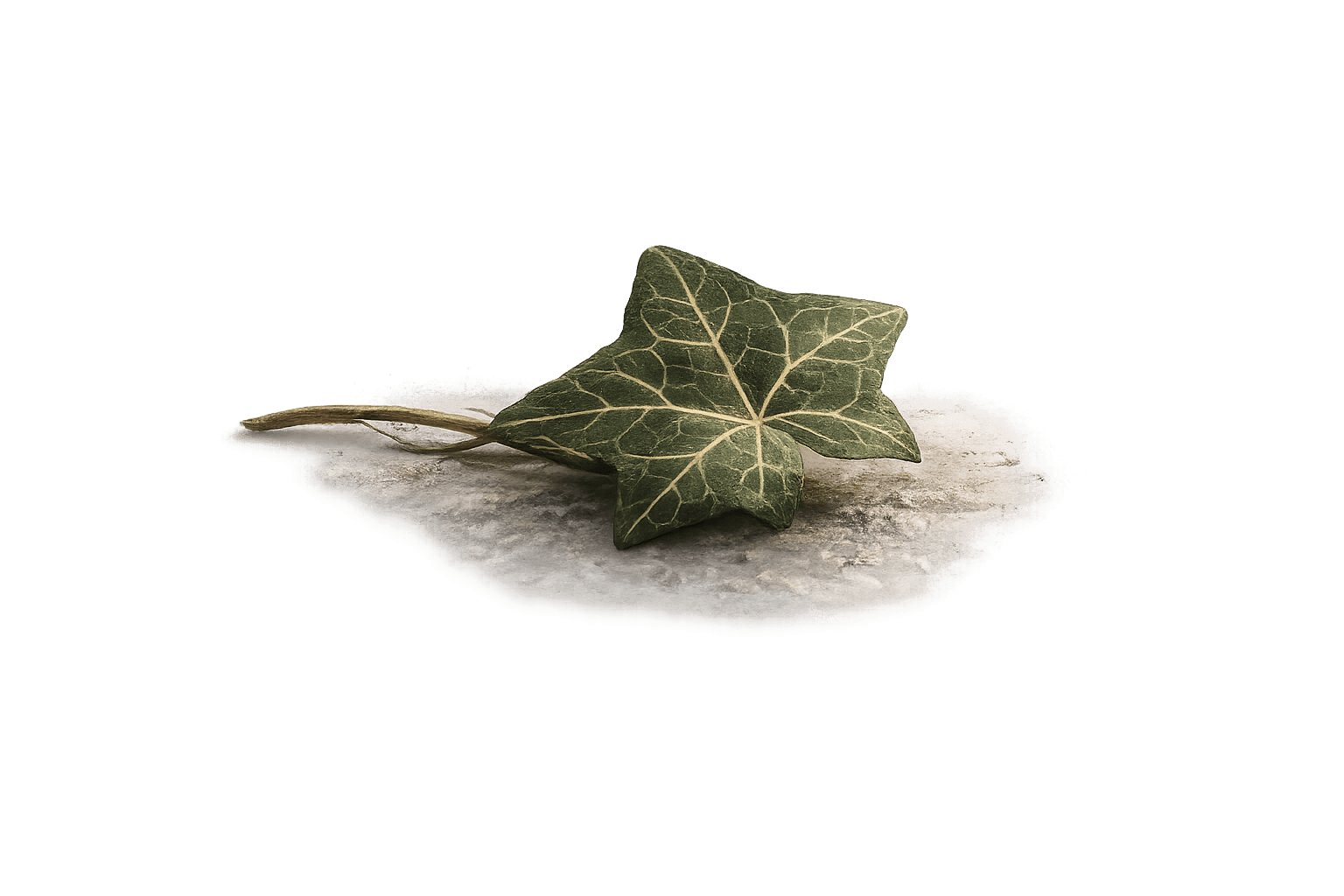 Efeublatt als Link zum Atrium