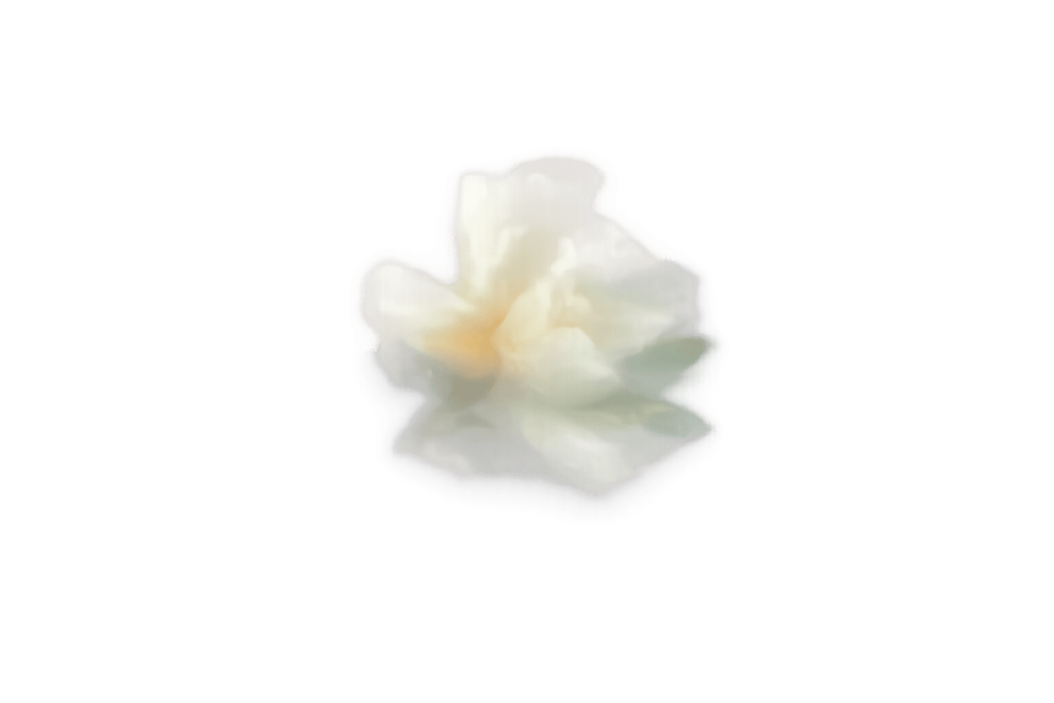 Weiße Blüte – Link zum Herzimpuls