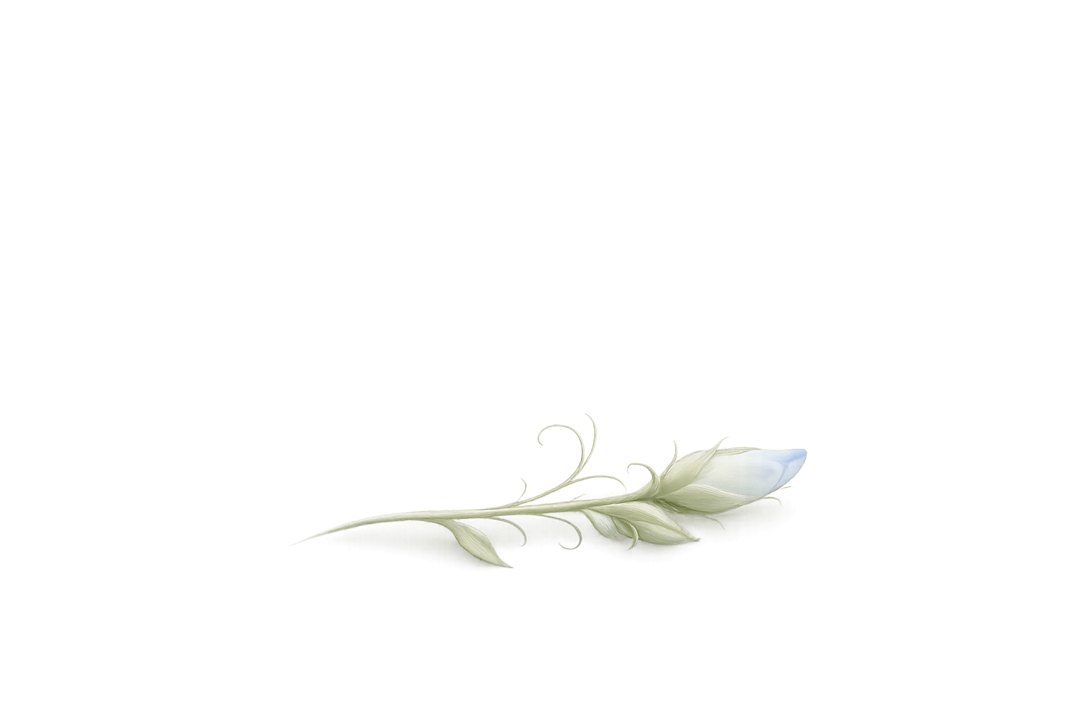 Zarte Blüten in weichem Licht als Symbol für einen lichtvollen Moment