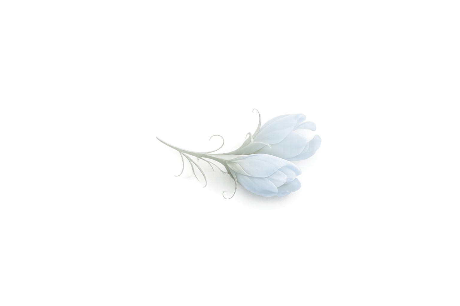 Eine pfirsichfarbene Blüte – als Link zum Hören